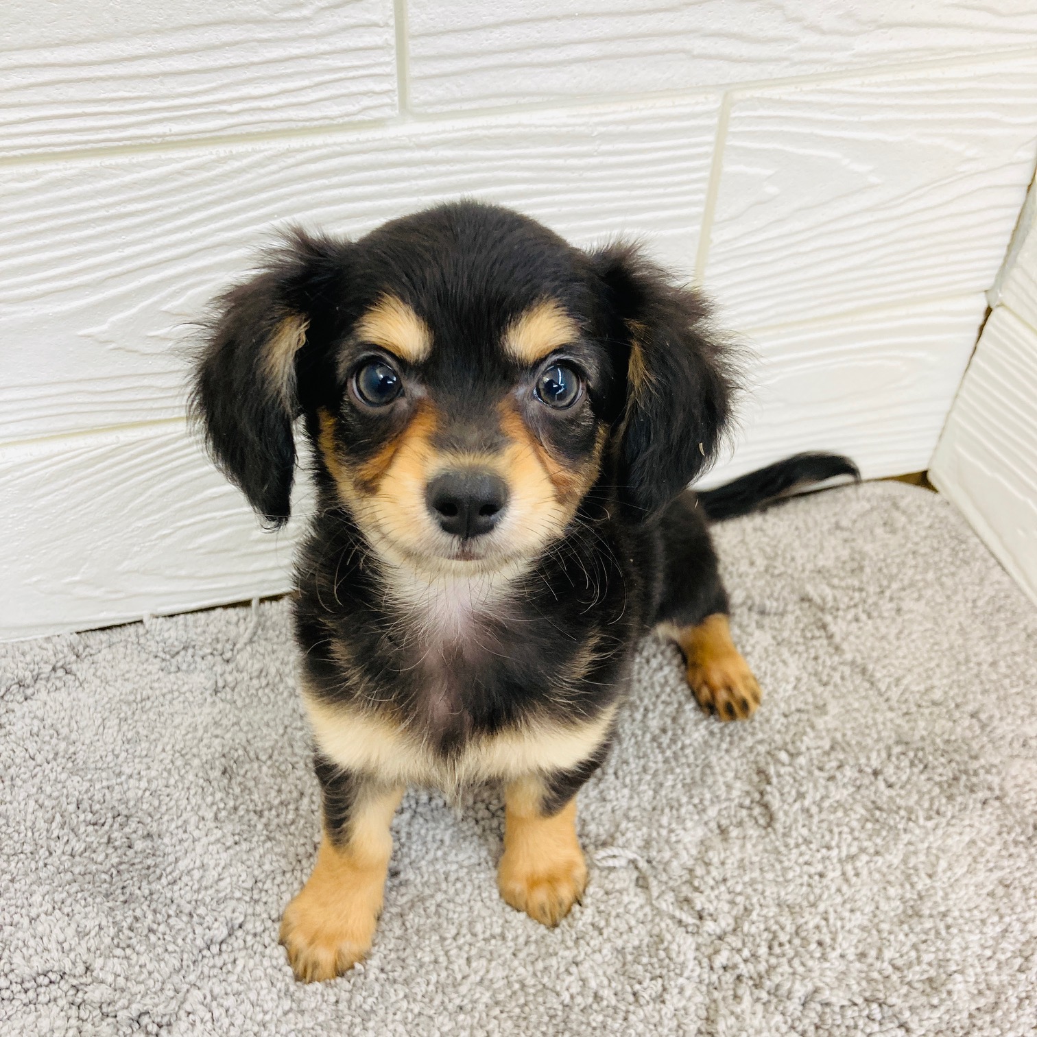 愛知県のチワックス(チワワ×ダックス) (犬の家＆猫の里七宝店/2025年12月8日生まれ/男の子/ブラックタン)の子犬の3枚目の画像
