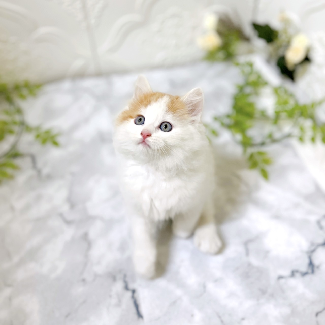 愛知県のサイベリアン (犬の家＆猫の里岡崎店/2025年12月5日生まれ/男の子/クリームタビー)の子猫の3枚目の画像