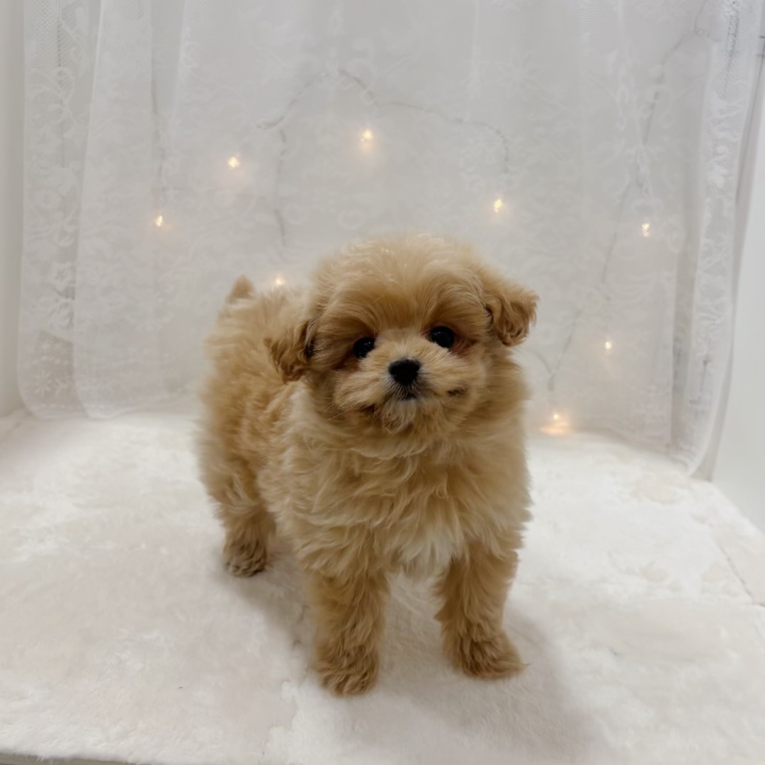 千葉県のポメプー(ポメラニアン×プードル) (犬の家＆猫の里BIGHOPガーデンモール印西店/2025年12月7日生まれ/女の子/クリーム)の子犬の3枚目の画像