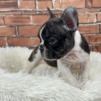 神奈川県のフレンチブルドッグ (犬の家＆猫の里小田原店/2025年12月9日生まれ/女の子/パイド)の子犬の3枚目の画像
