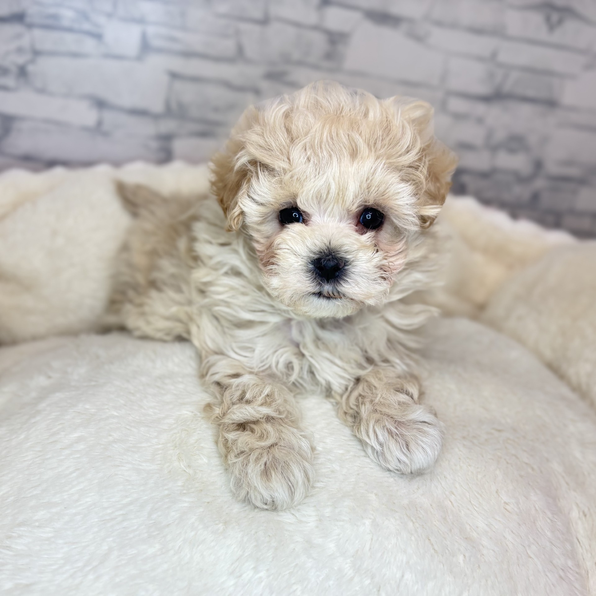 長野県のマルプー(マルチーズ×プードル) (犬の家＆猫の里長野店/2025年12月6日生まれ/女の子/クリーム)の子犬の3枚目の画像