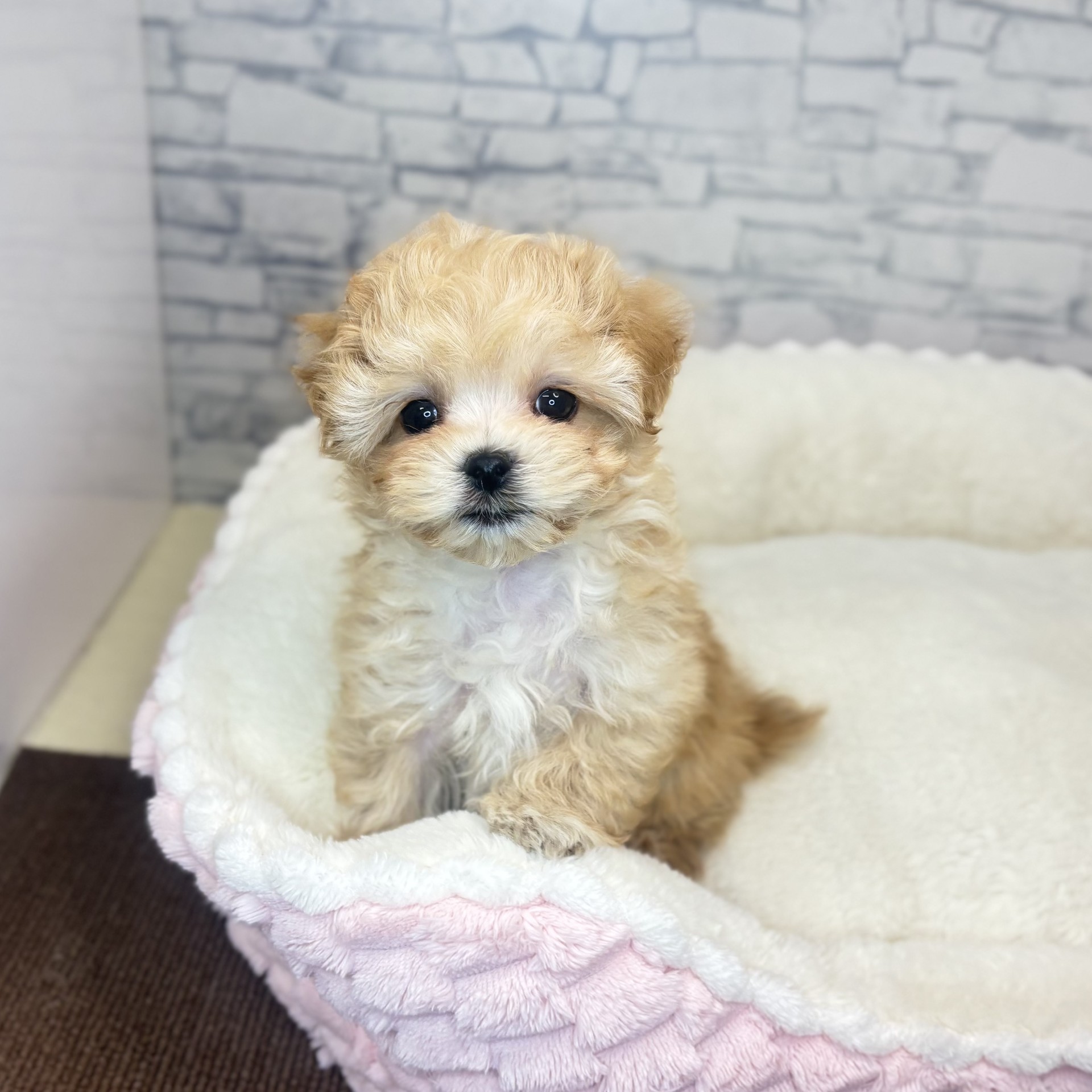 長野県のマルプー(マルチーズ×プードル) (犬の家＆猫の里長野店/2025年12月7日生まれ/男の子/アプリコット)の子犬の1枚目の画像