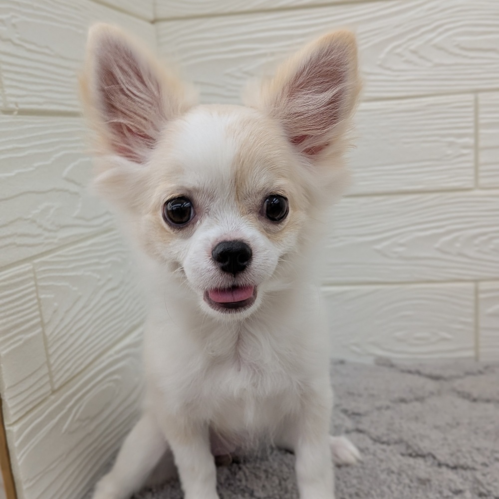 愛知県のチワワ(ロング) (犬の家＆猫の里七宝店/2025年12月9日生まれ/女の子/クリームホワイト)の子犬の3枚目の画像