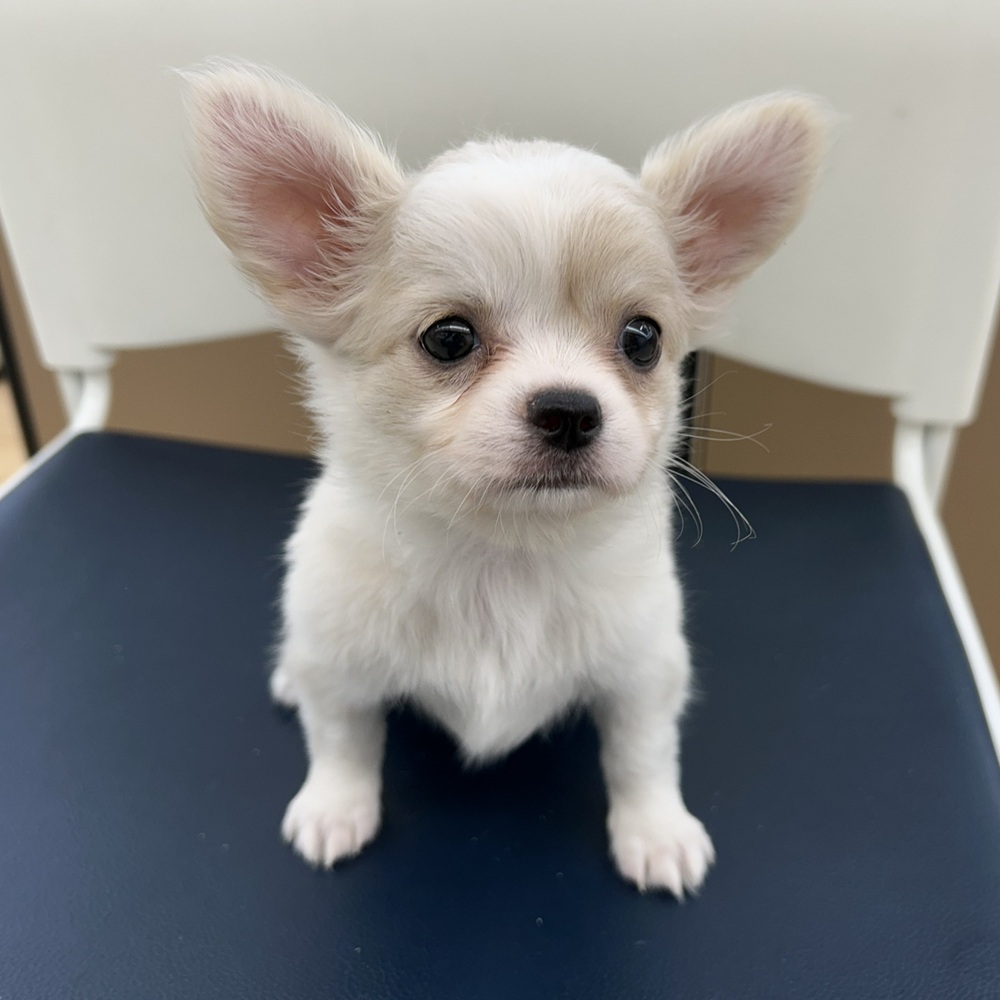 愛知県のチワワ(ロング) (犬の家＆猫の里七宝店/2025年12月9日生まれ/女の子/クリームホワイト)の子犬の3枚目の画像