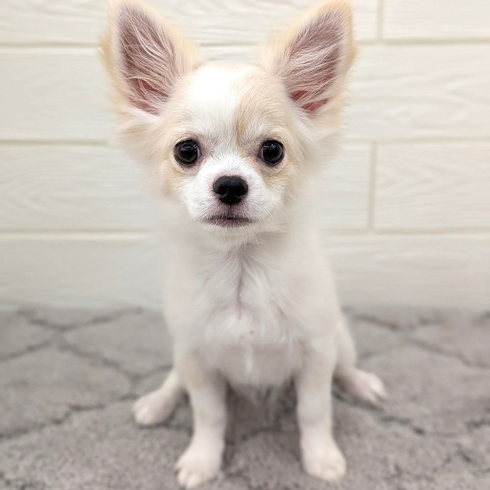 愛知県のチワワ(ロング) (犬の家＆猫の里七宝店/2025年12月9日生まれ/女の子/クリームホワイト)の子犬の3枚目の画像