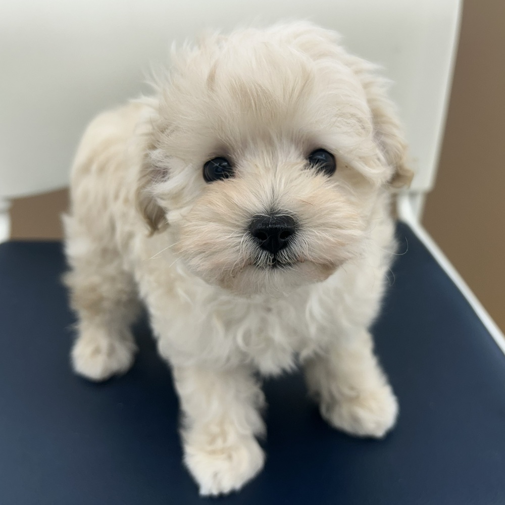愛知県のマルプー(マルチーズ×プードル) (犬の家＆猫の里七宝店/2025年12月7日生まれ/男の子/クリーム)の子犬の3枚目の画像