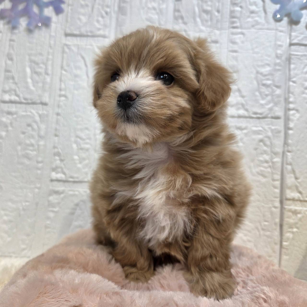 長野県のマルプー(マルチーズ×プードル) (犬の家＆猫の里カインズ梓川店/2025年12月9日生まれ/男の子/アプリコット)の子犬の3枚目の画像