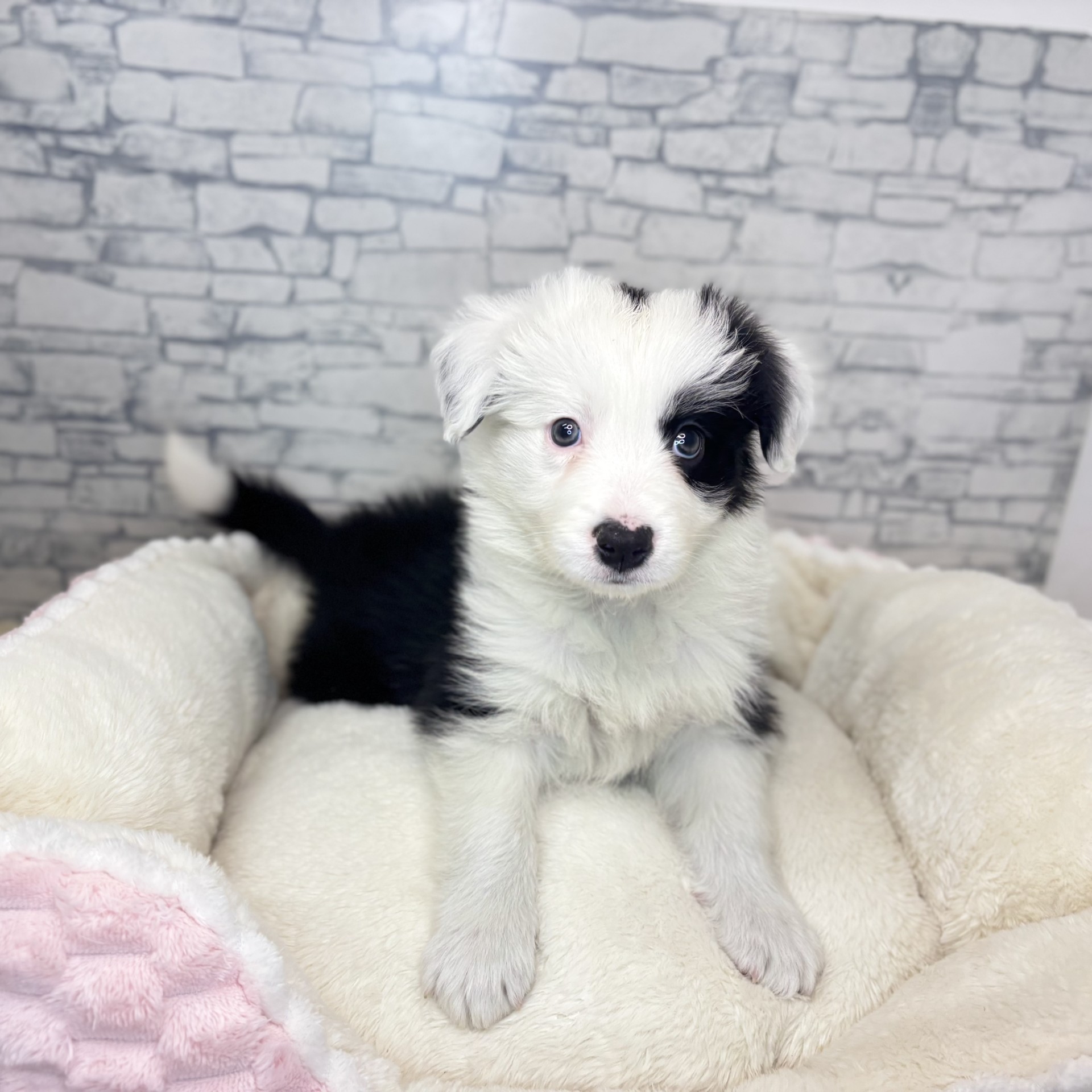 長野県のボーダーコリー (犬の家＆猫の里長野店/2025年12月7日生まれ/女の子/ブラックホワイト)の子犬の3枚目の画像