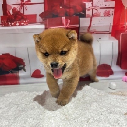 福岡県の豆柴 (犬の家＆猫の里トリアス久山店/2025年12月9日生まれ/男の子/赤)の子犬の3枚目の画像