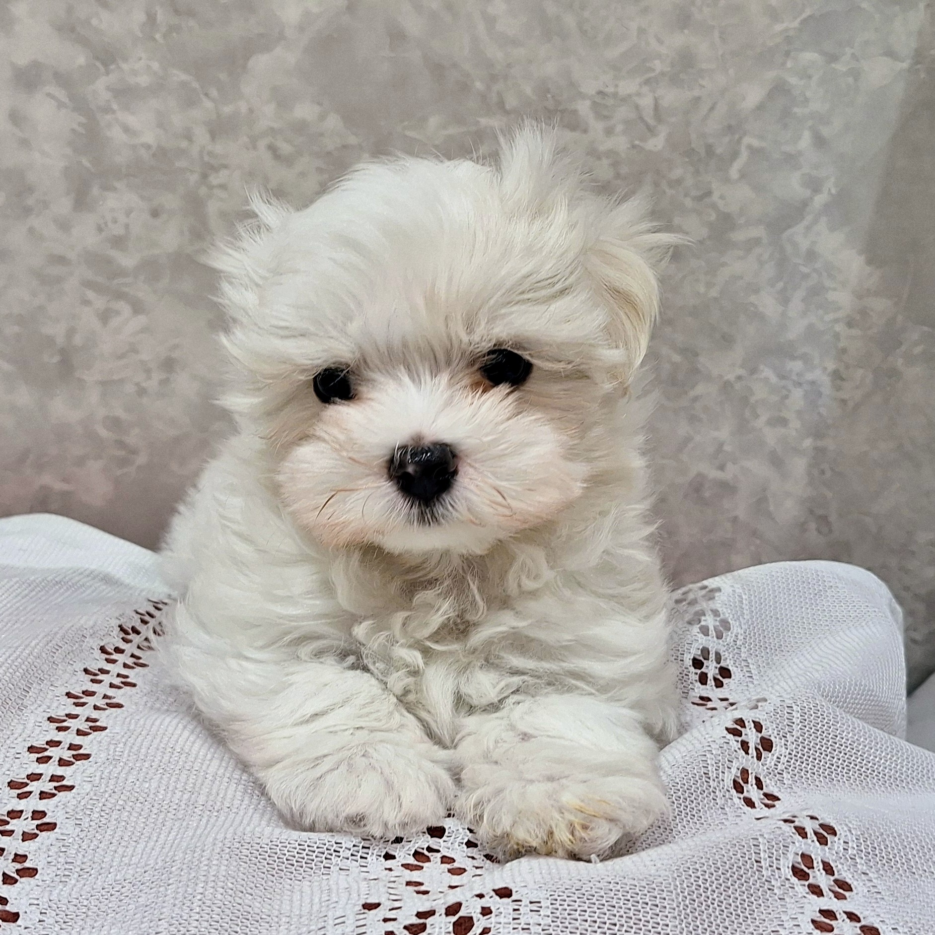 福岡県のマルチーズ (犬の家＆猫の里くりえいと宗像店/2025年12月6日生まれ/男の子/ホワイト)の子犬の3枚目の画像