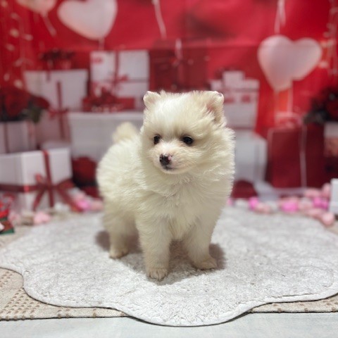 福岡県のポメチワ/チワポメ/ポメチー(ポメラニアン×チワワ) (犬の家＆猫の里トリアス久山店/2025年12月8日生まれ/女の子/ホワイトクリーム)の子犬の3枚目の画像