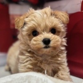 福岡県のマルプー(マルチーズ×プードル) (犬の家＆猫の里トリアス久山店/2025年12月9日生まれ/女の子/クリーム)の子犬の3枚目の画像