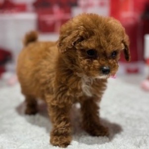 福岡県のトイプードル(ティーカップ) (犬の家＆猫の里トリアス久山店/2025年12月9日生まれ/男の子/レッド)の子犬の3枚目の画像