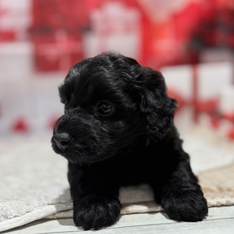 福岡県のダップー(ダックス×プードル) (犬の家＆猫の里トリアス久山店/2025年12月8日生まれ/女の子/ブラック)の子犬の3枚目の画像