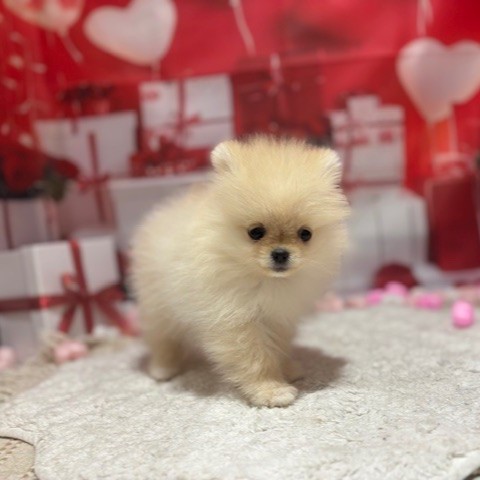 福岡県のポメラニアン (犬の家＆猫の里トリアス久山店/2025年12月1日生まれ/女の子/クリーム)の子犬の3枚目の画像