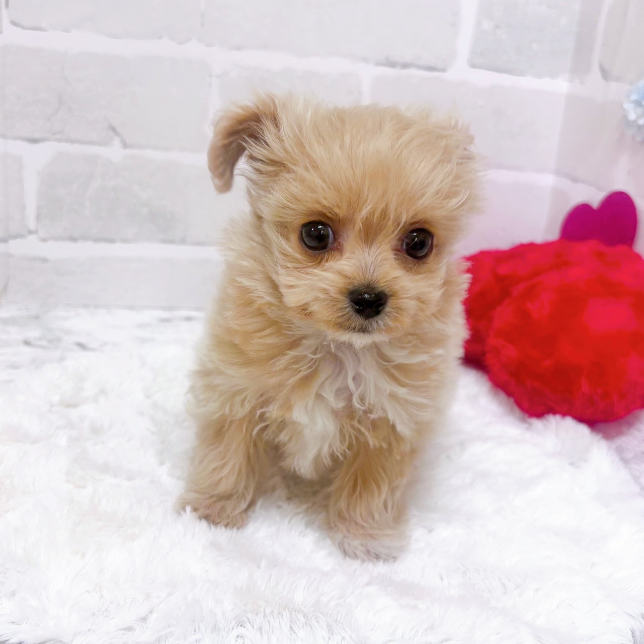京都府のチワプー/プーチー(チワワ×プードル) (犬の家＆猫の里京都精華店/2025年12月9日生まれ/女の子/クリームホワイト)の子犬の3枚目の画像