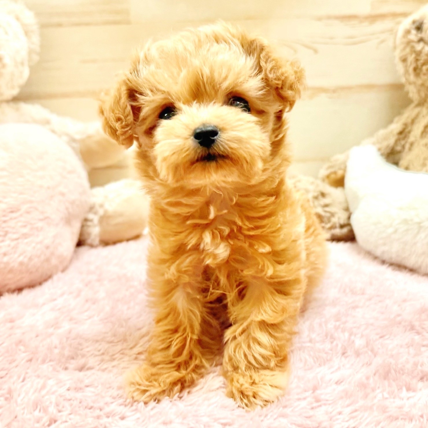 兵庫県のチワプー/プーチー(チワワ×プードル) (犬の家＆猫の里神戸店/2025年12月9日生まれ/女の子/アプリコットホワイト)の子犬の3枚目の画像