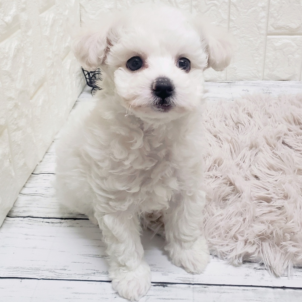 岡山県のビションフリーゼ (犬の家＆猫の里岡山店/2025年12月9日生まれ/男の子/ホワイト)の子犬の3枚目の画像