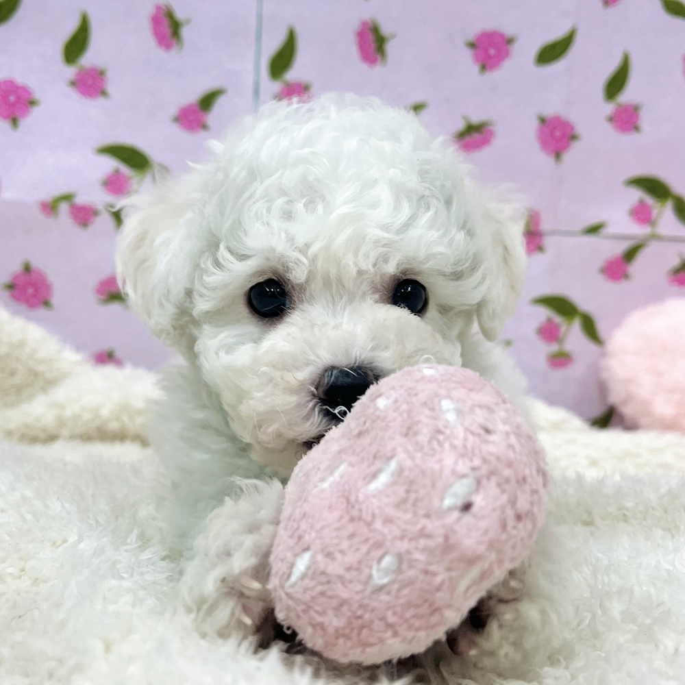 愛知県のビションフリーゼ (犬の家＆猫の里エアポートウォーク店/2025年12月9日生まれ/女の子/ホワイト)の子犬の3枚目の画像