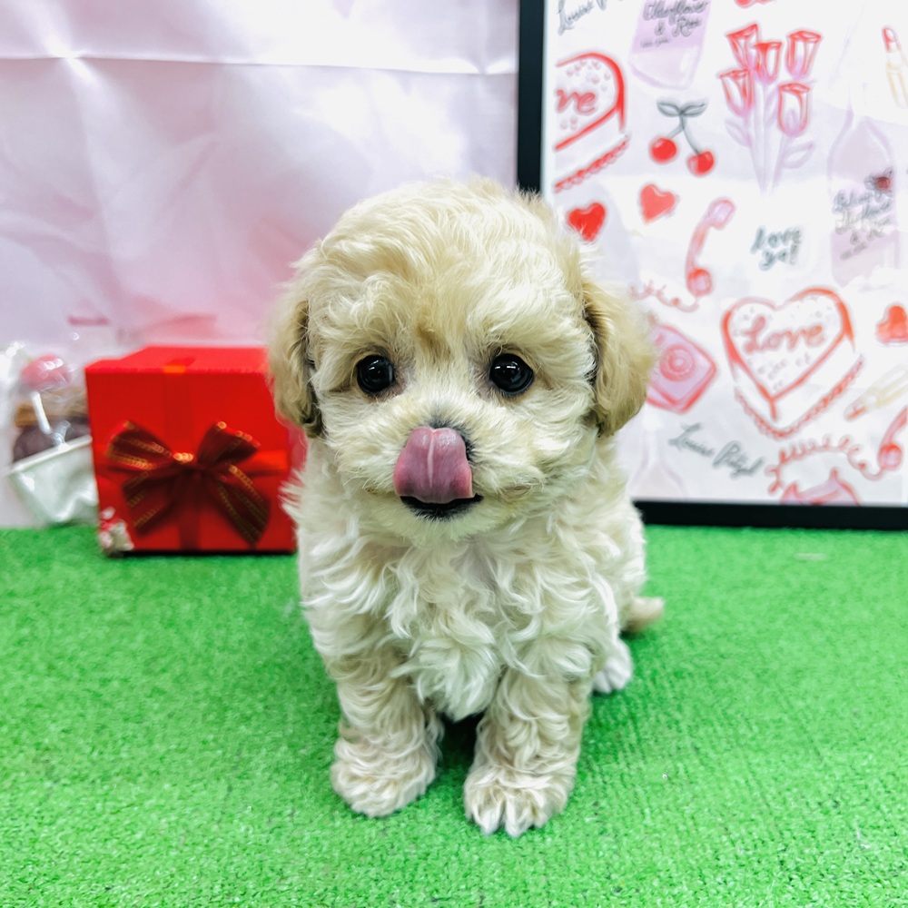 愛知県のチワプー/プーチー(チワワ×プードル) (犬の家＆猫の里名古屋天白店/2025年12月9日生まれ/男の子/アプリコットホワイト)の子犬の3枚目の画像