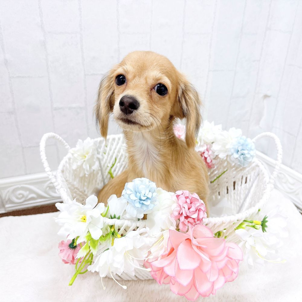 石川県のチワックス(チワワ×ダックス) (犬の家＆猫の里アミーゴ金沢有松店/2025年12月9日生まれ/男の子/シェーデットクリーム)の子犬の3枚目の画像