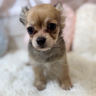 兵庫県のチワックス(チワワ×ダックス) (犬の家＆猫の里カナート西神戸店/2025年12月9日生まれ/男の子/シェーデットクリーム)の子犬の3枚目の画像