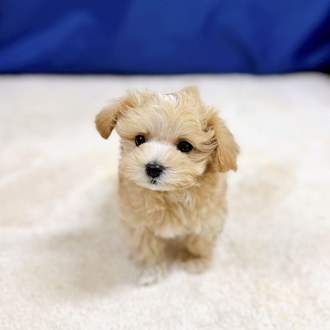 愛知県のマルプー(マルチーズ×プードル) (犬の家＆猫の里一宮店/2025年12月8日生まれ/男の子/アプリコットホワイト)の子犬の3枚目の画像