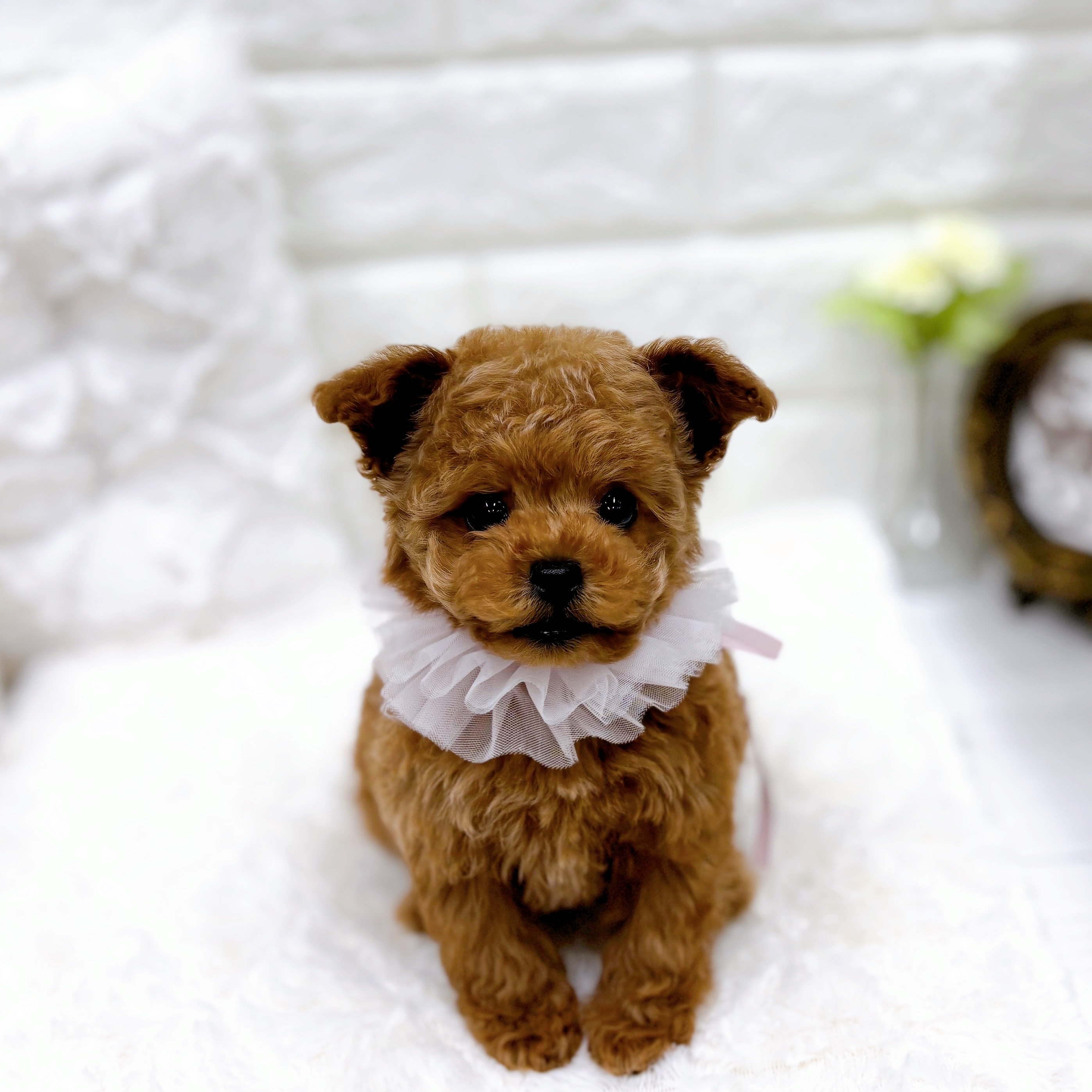 福井県のトイプードル(タイニー) (犬の家＆猫の里アミーゴ福井店/2025年12月9日生まれ/女の子/オレンジフォーン)の子犬の3枚目の画像