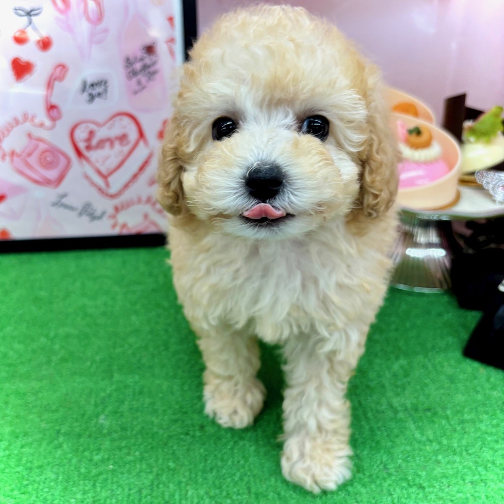 愛知県のトイプードル(トイ) (犬の家＆猫の里名古屋天白店/2025年12月9日生まれ/男の子/ペールフォーン)の子犬の3枚目の画像