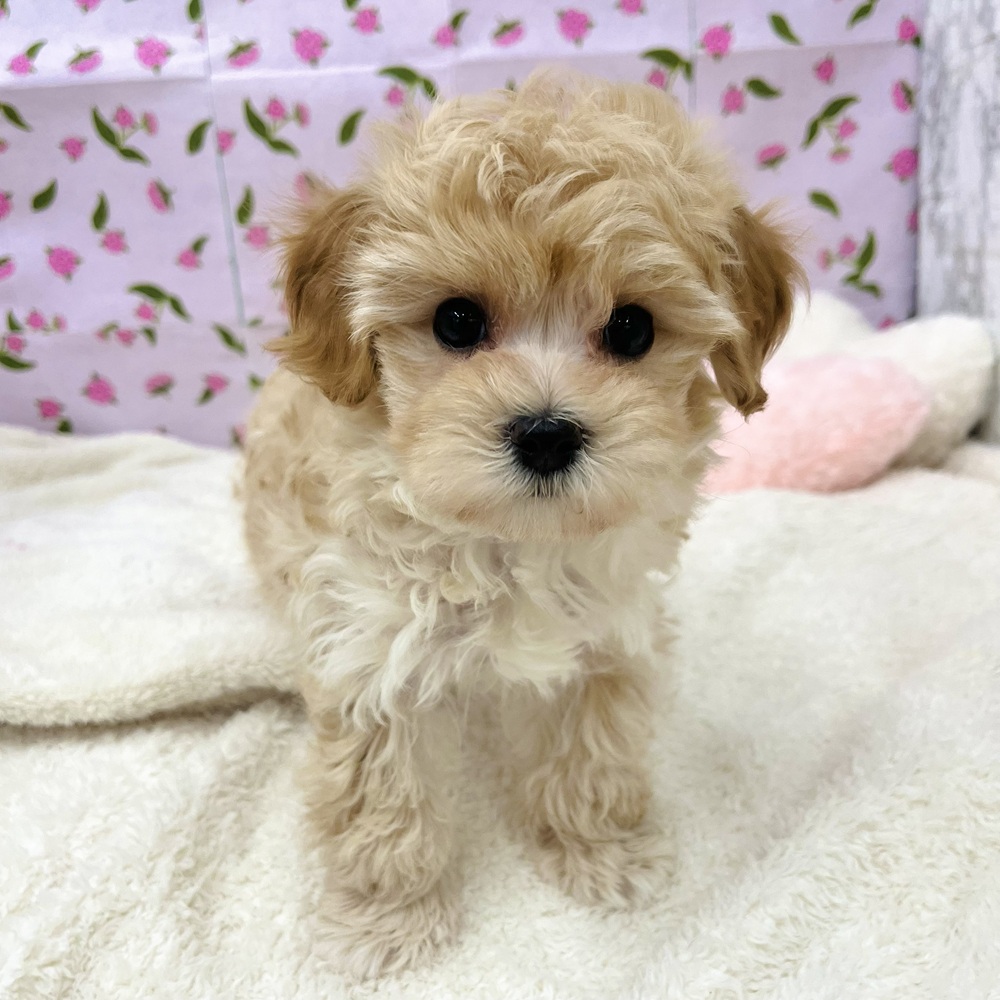 愛知県のマルプー(マルチーズ×プードル) (犬の家＆猫の里エアポートウォーク店/2025年12月8日生まれ/男の子/アプリコットホワイト)の子犬の3枚目の画像