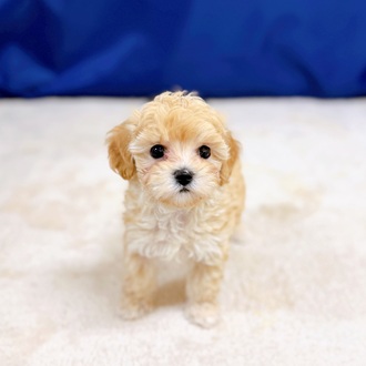 愛知県のマルプー(マルチーズ×プードル) (犬の家＆猫の里一宮店/2025年12月8日生まれ/男の子/クリーム)の子犬の3枚目の画像