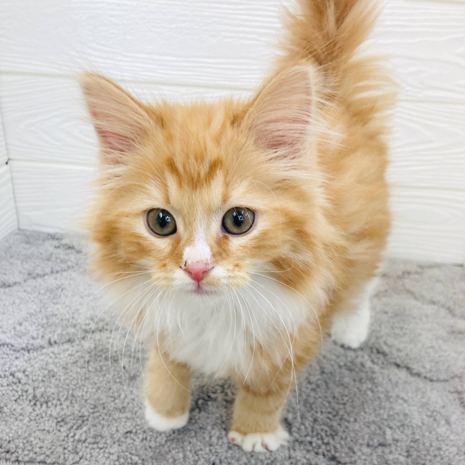 愛知県のノルウェージャンフォレストキャット (犬の家＆猫の里七宝店/2025年12月10日生まれ/男の子/レッドタビーホワイト)の子猫の3枚目の画像