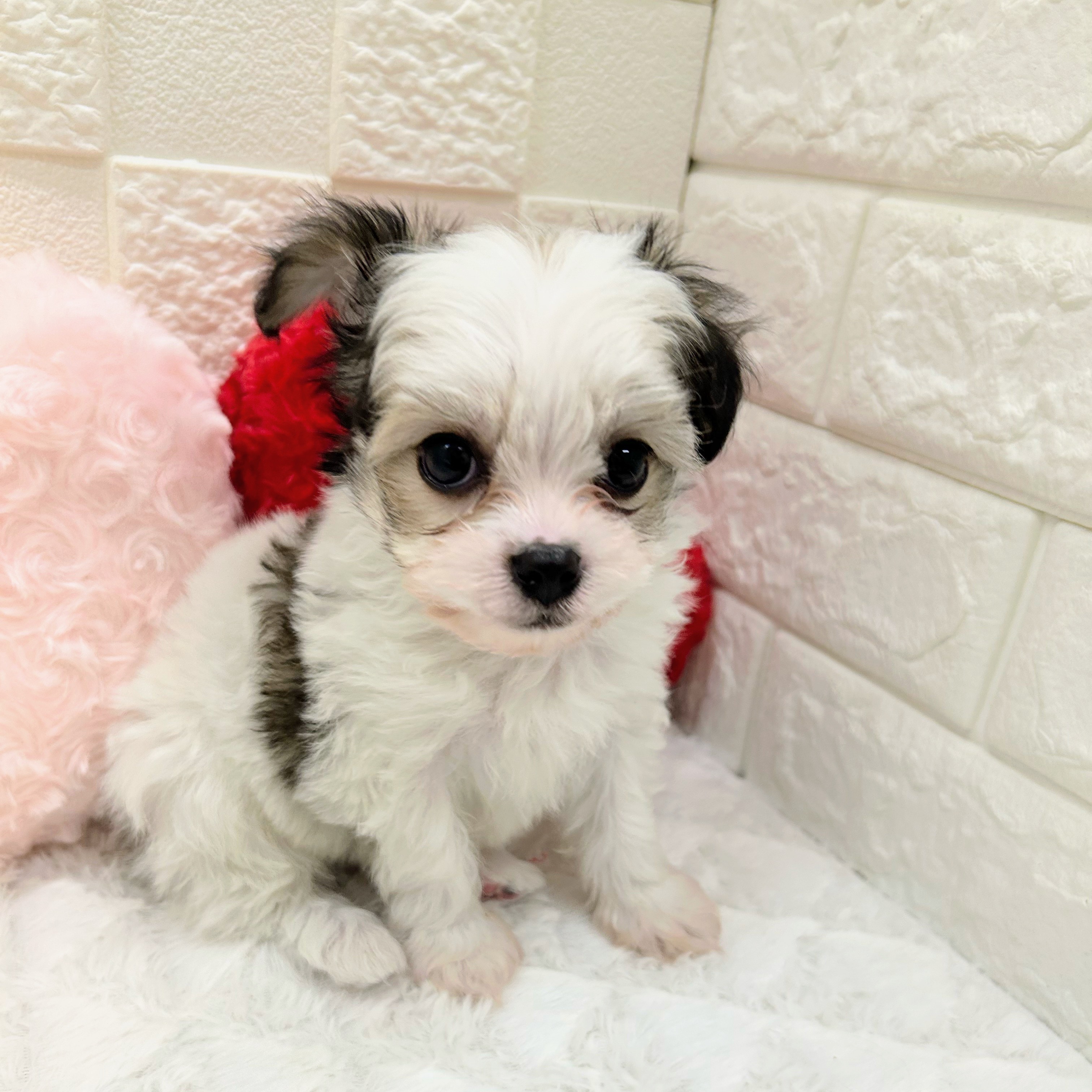 愛知県のキャバチワ/チワキャバ(キャバリア×チワワ) (犬の家＆猫の里アミーゴ神の倉店/2025年12月10日生まれ/男の子/フォーンホワイト)の子犬の3枚目の画像