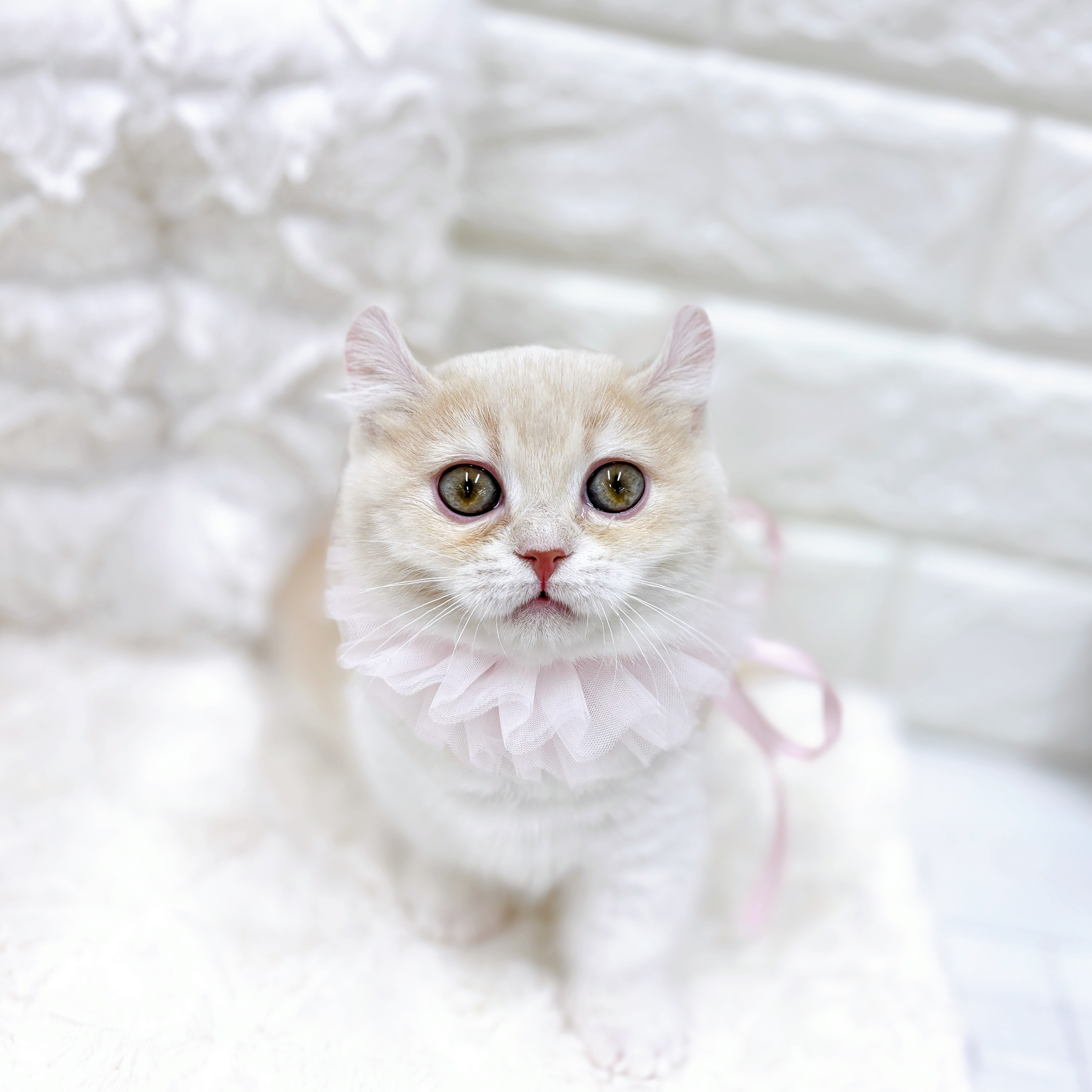 福井県のキンカロー (犬の家＆猫の里アミーゴ福井店/2025年12月10日生まれ/女の子/クリームタビーホワイト)の子猫の3枚目の画像