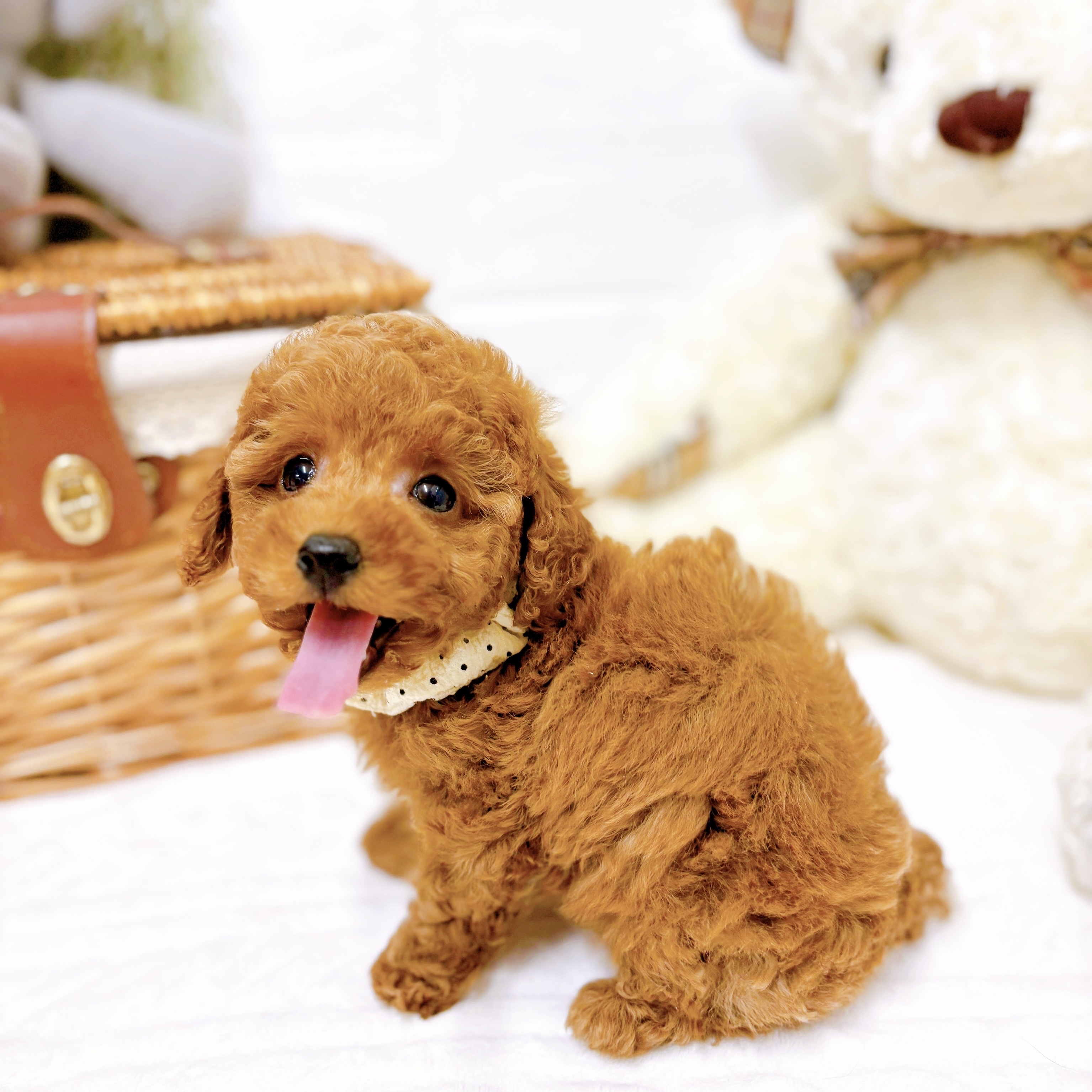 滋賀県のトイプードル(タイニー) (犬の家＆猫の里近江八幡店/2025年12月10日生まれ/男の子/レッドフォーン)の子犬の3枚目の画像