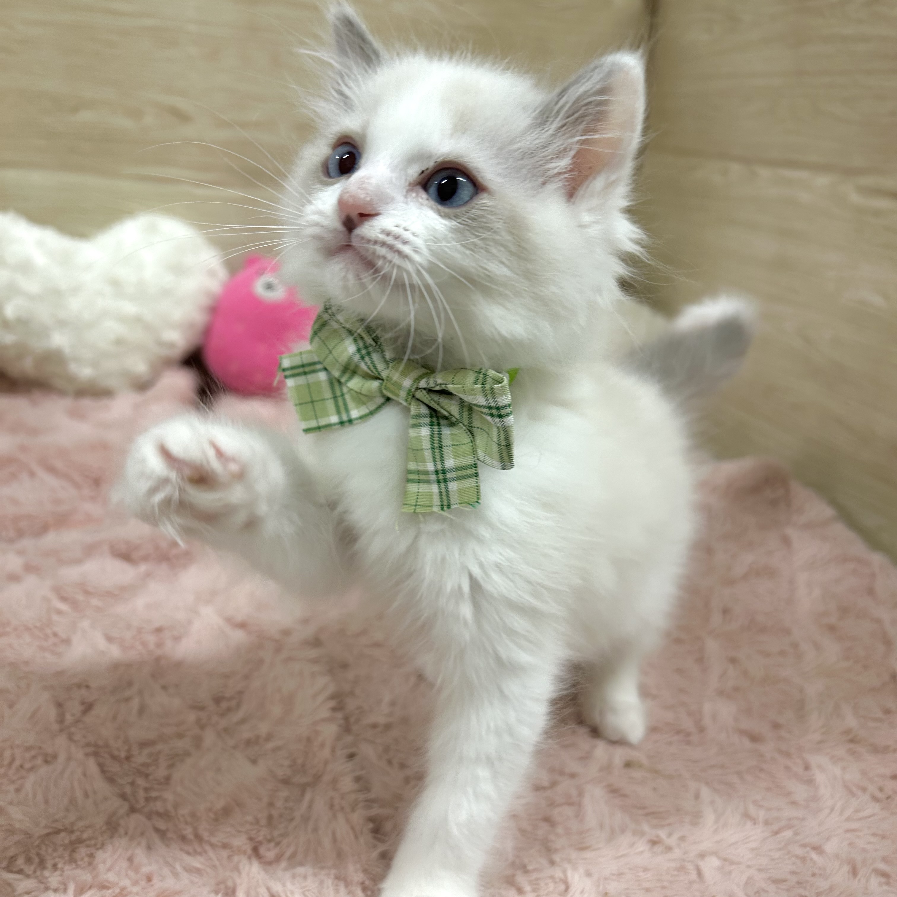 大阪府のラグドール (犬の家＆猫の里そよら東岸和田店/2025年12月11日生まれ/男の子/ブルーポイントバイカラー)の子猫の3枚目の画像