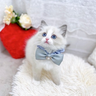 滋賀県のラグドール (犬の家＆猫の里長浜店/2025年12月11日生まれ/女の子/ブルーポイントバイカラー)の子猫の3枚目の画像