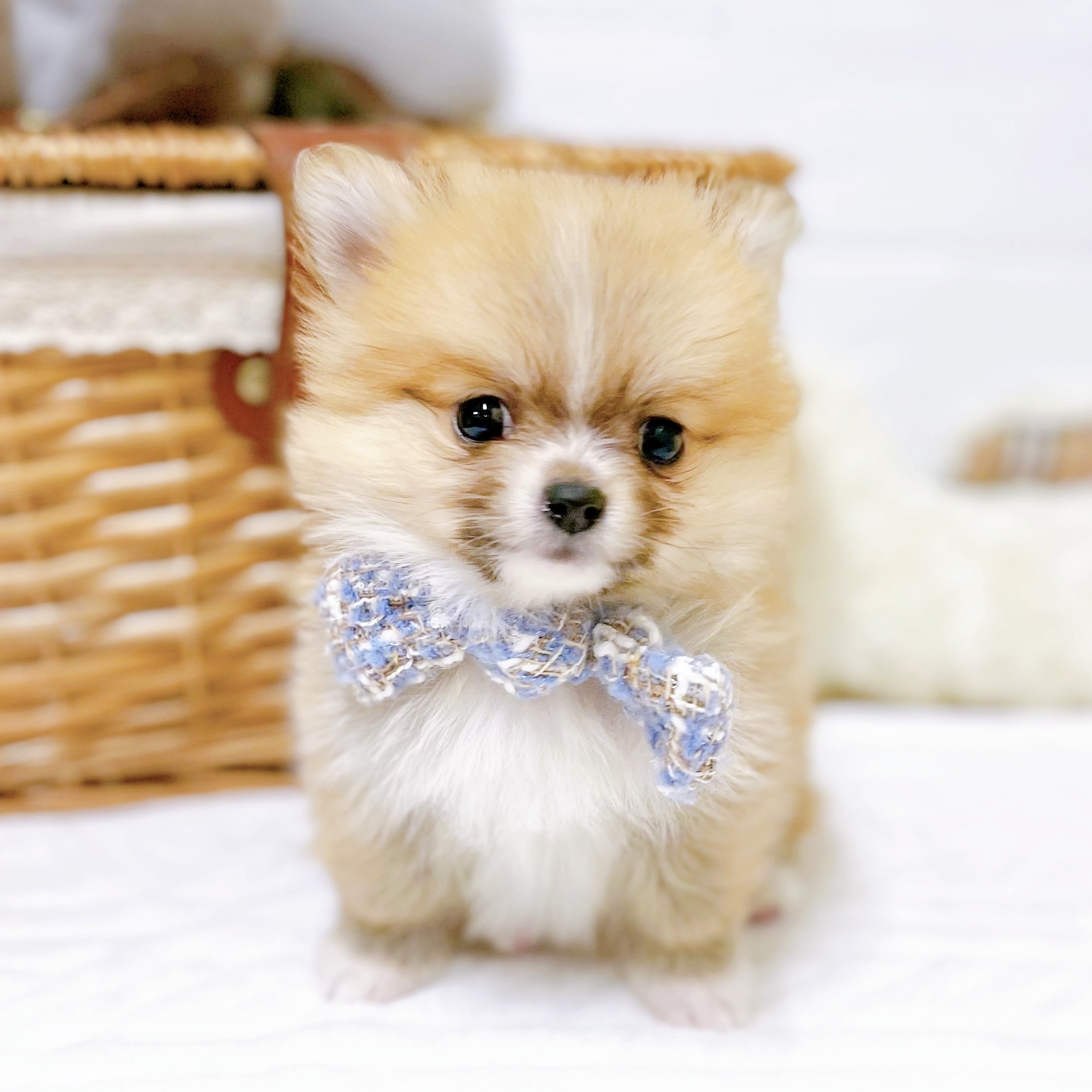 滋賀県のポメチワ/チワポメ/ポメチー(ポメラニアン×チワワ) (犬の家＆猫の里近江八幡店/2025年12月10日生まれ/男の子/レッドホワイト)の子犬の3枚目の画像