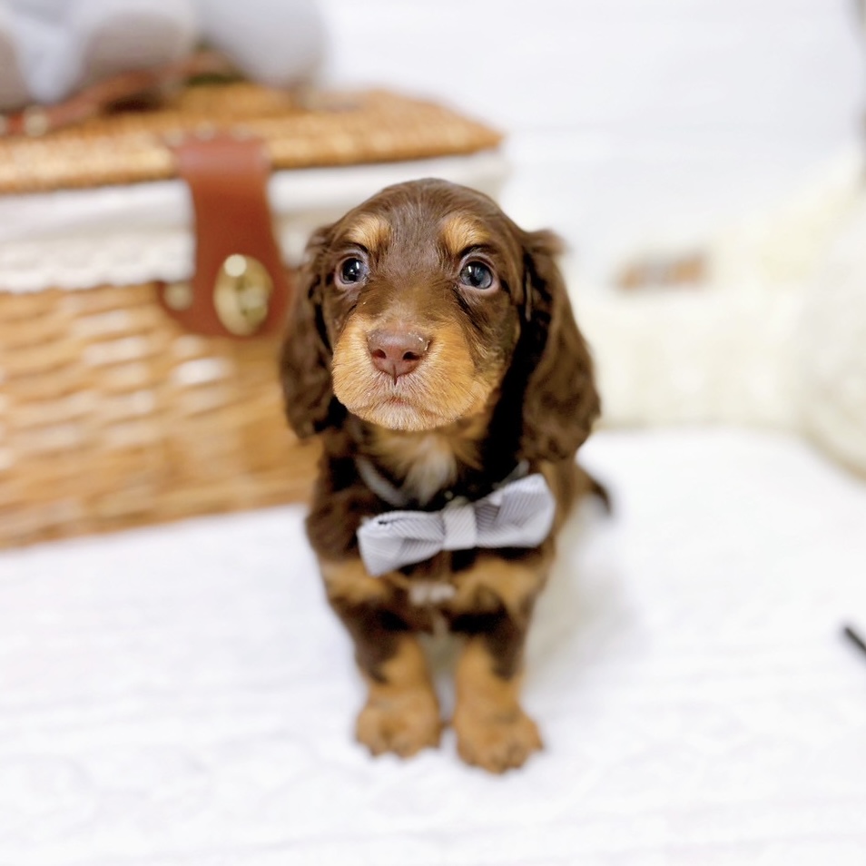 滋賀県のミニチュアダックスフンド(ロング) (犬の家＆猫の里近江八幡店/2025年12月10日生まれ/男の子/ブラウンタン)の子犬の3枚目の画像