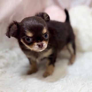 兵庫県のチワワ(ロング) (犬の家＆猫の里カナート西神戸店/2025年12月3日生まれ/女の子/チョコレートタン)の子犬の3枚目の画像