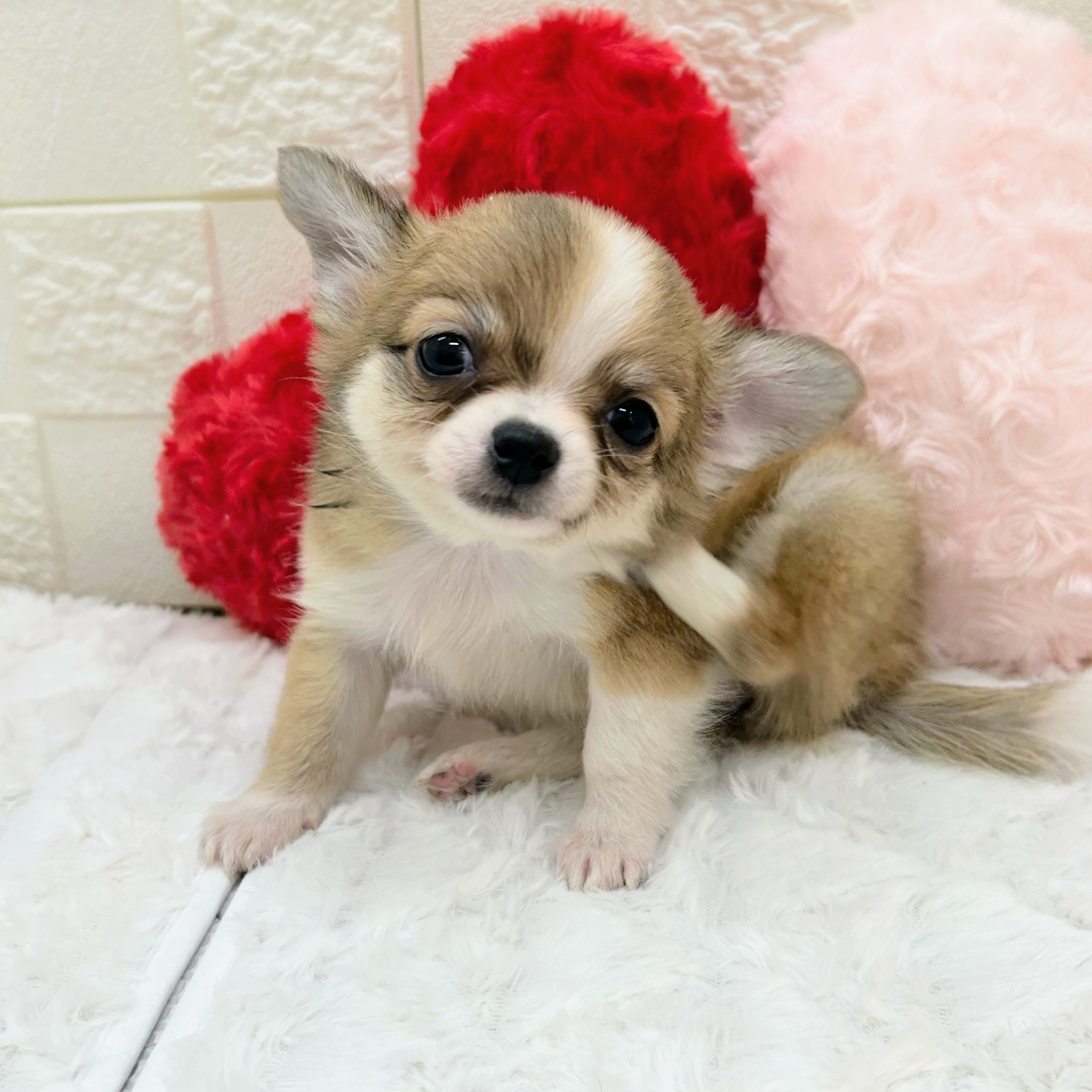 愛知県のチワワ(ロング) (犬の家＆猫の里アミーゴ神の倉店/2025年12月8日生まれ/女の子/ホワイトレッド)の子犬の3枚目の画像