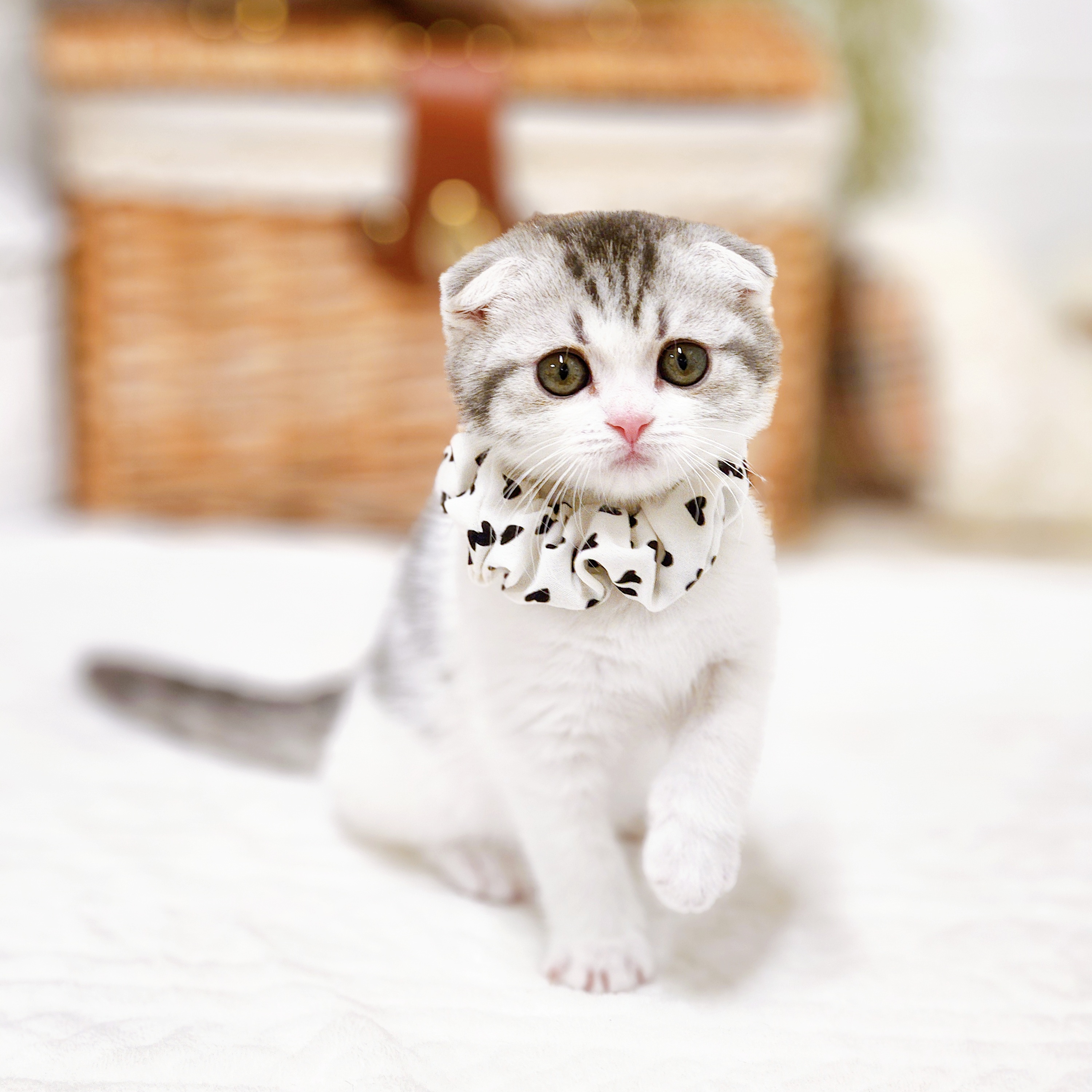 滋賀県のスコティッシュフォールド (犬の家＆猫の里近江八幡店/2025年12月3日生まれ/男の子/シルバーマッカレルタビーホワイト)の子猫の3枚目の画像