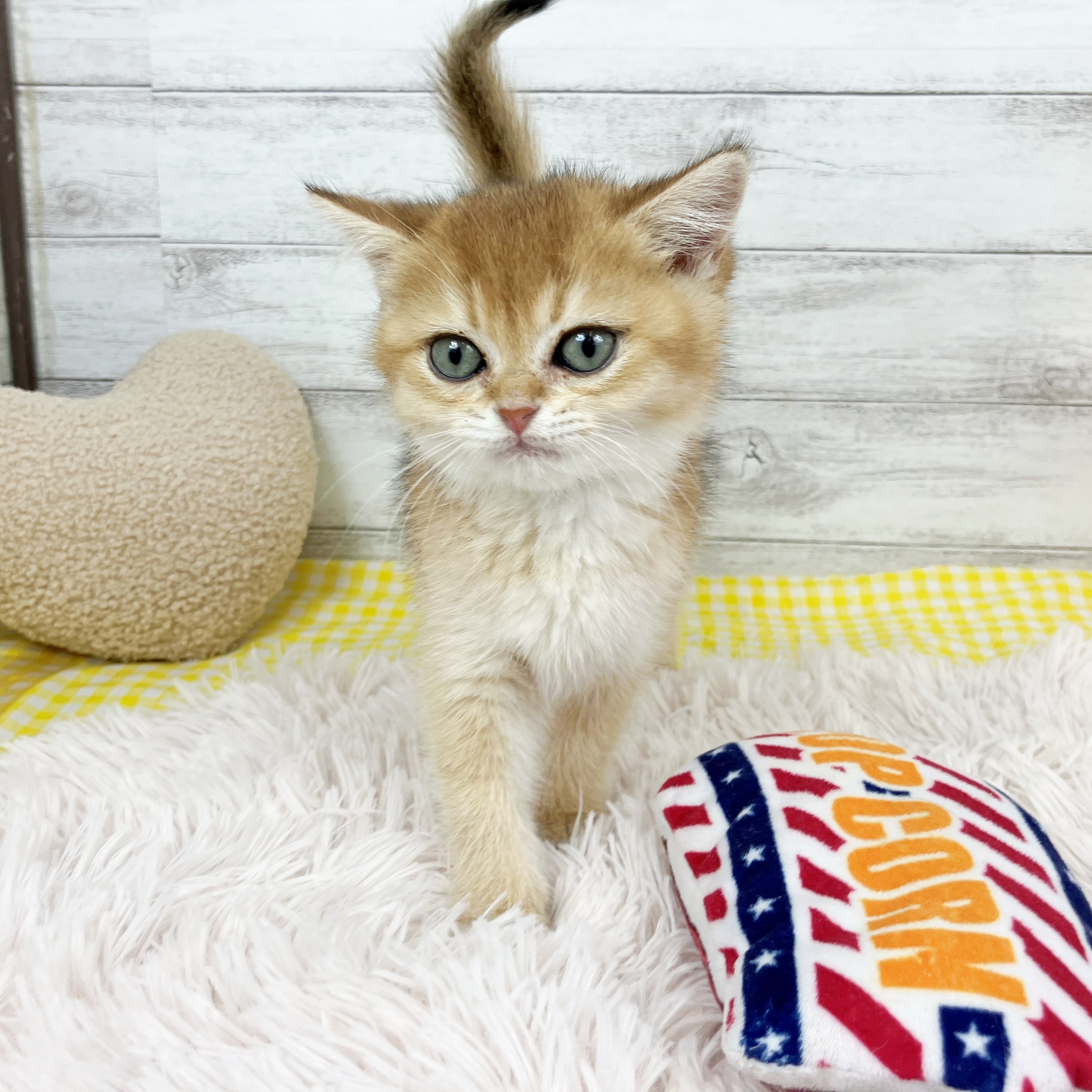 兵庫県のブリティッシュショートヘアー (犬の家＆猫の里川西店/2025年12月10日生まれ/男の子/シェーデットゴールデン)の子猫の3枚目の画像