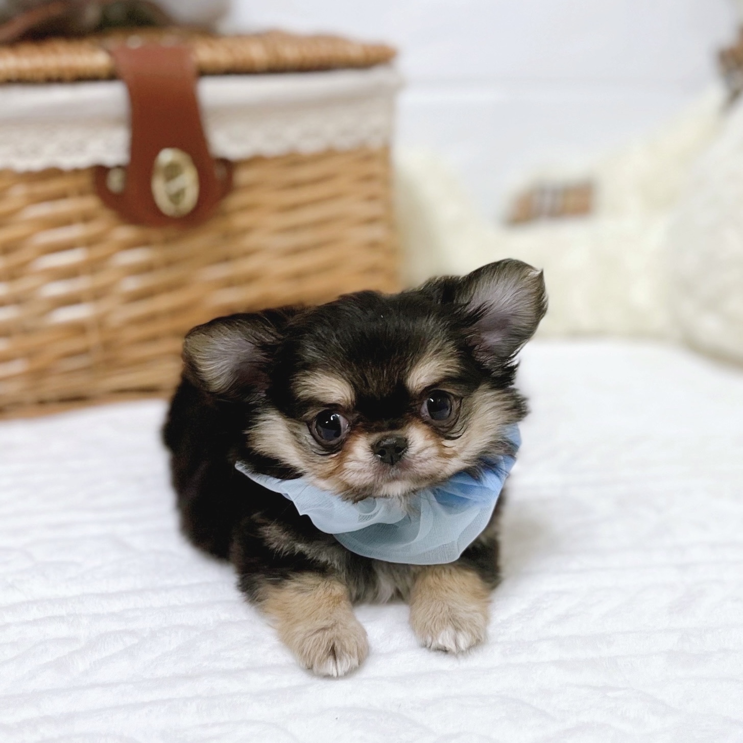 滋賀県のチワワ(ロング) (犬の家＆猫の里近江八幡店/2025年12月10日生まれ/男の子/ブラックタン)の子犬の3枚目の画像