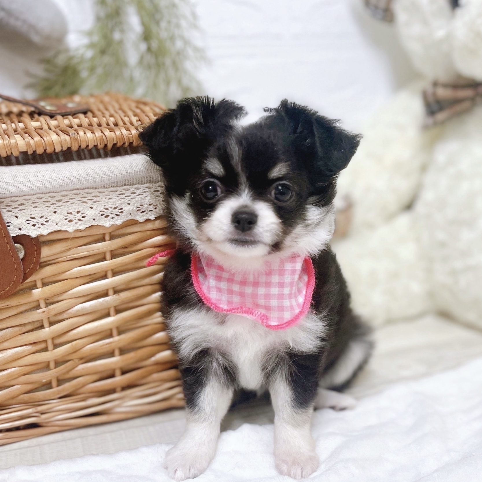 滋賀県のチワワ(ロング) (犬の家＆猫の里近江八幡店/2025年12月10日生まれ/女の子/ブラッククリームホワイト)の子犬の3枚目の画像