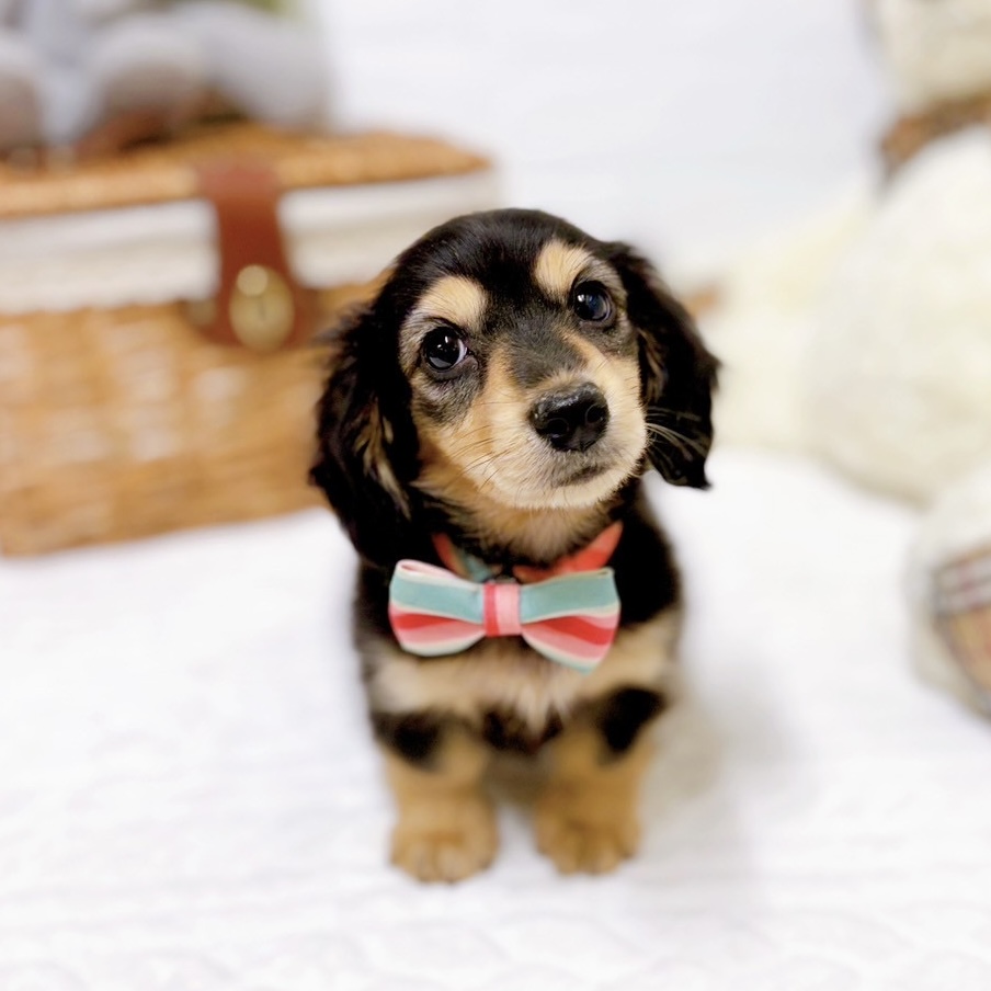 滋賀県のミニチュアダックスフンド(ロング) (犬の家＆猫の里近江八幡店/2025年12月8日生まれ/女の子/ブラックタン)の子犬の3枚目の画像