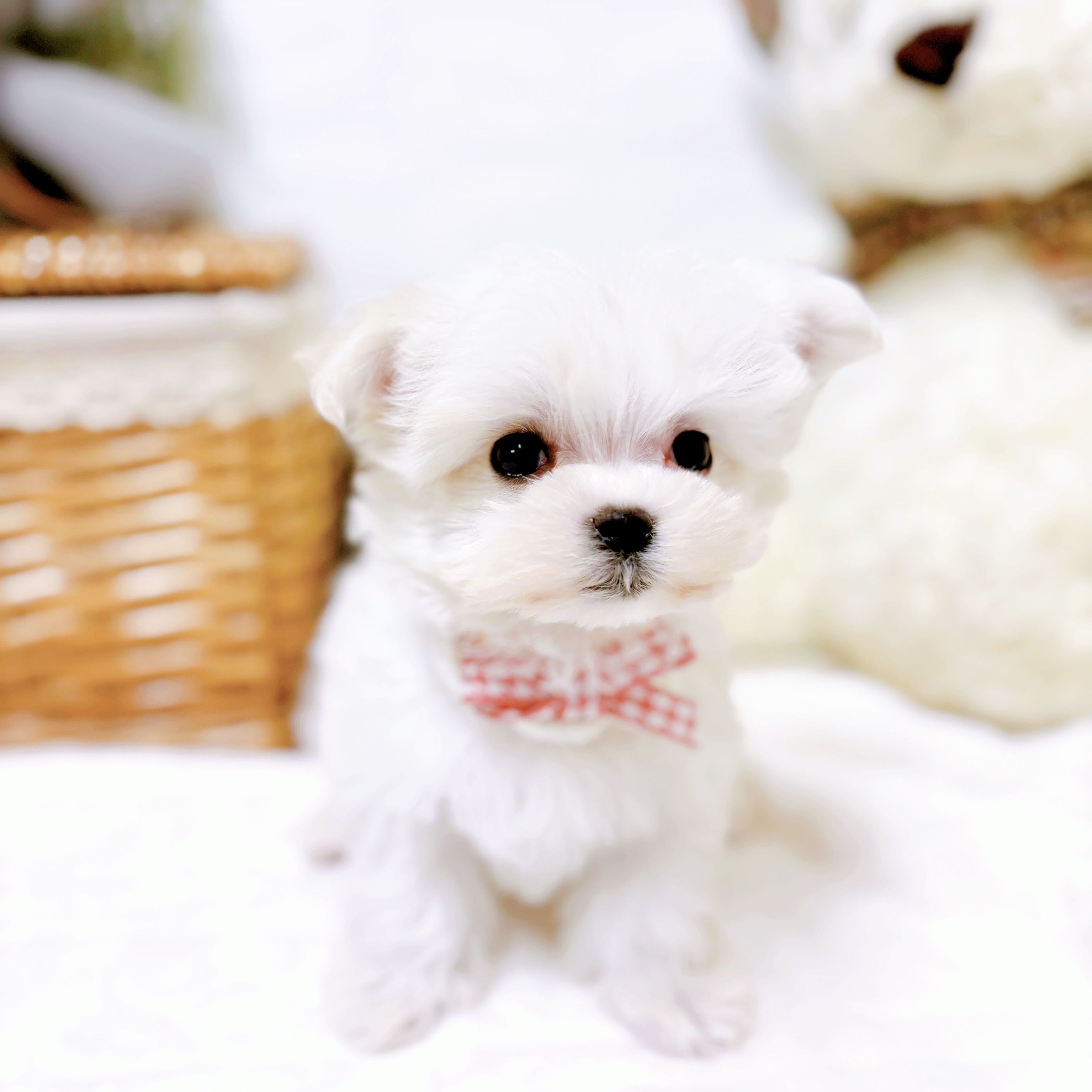 滋賀県のマルチーズ (犬の家＆猫の里近江八幡店/2025年12月8日生まれ/女の子/ホワイト)の子犬の3枚目の画像