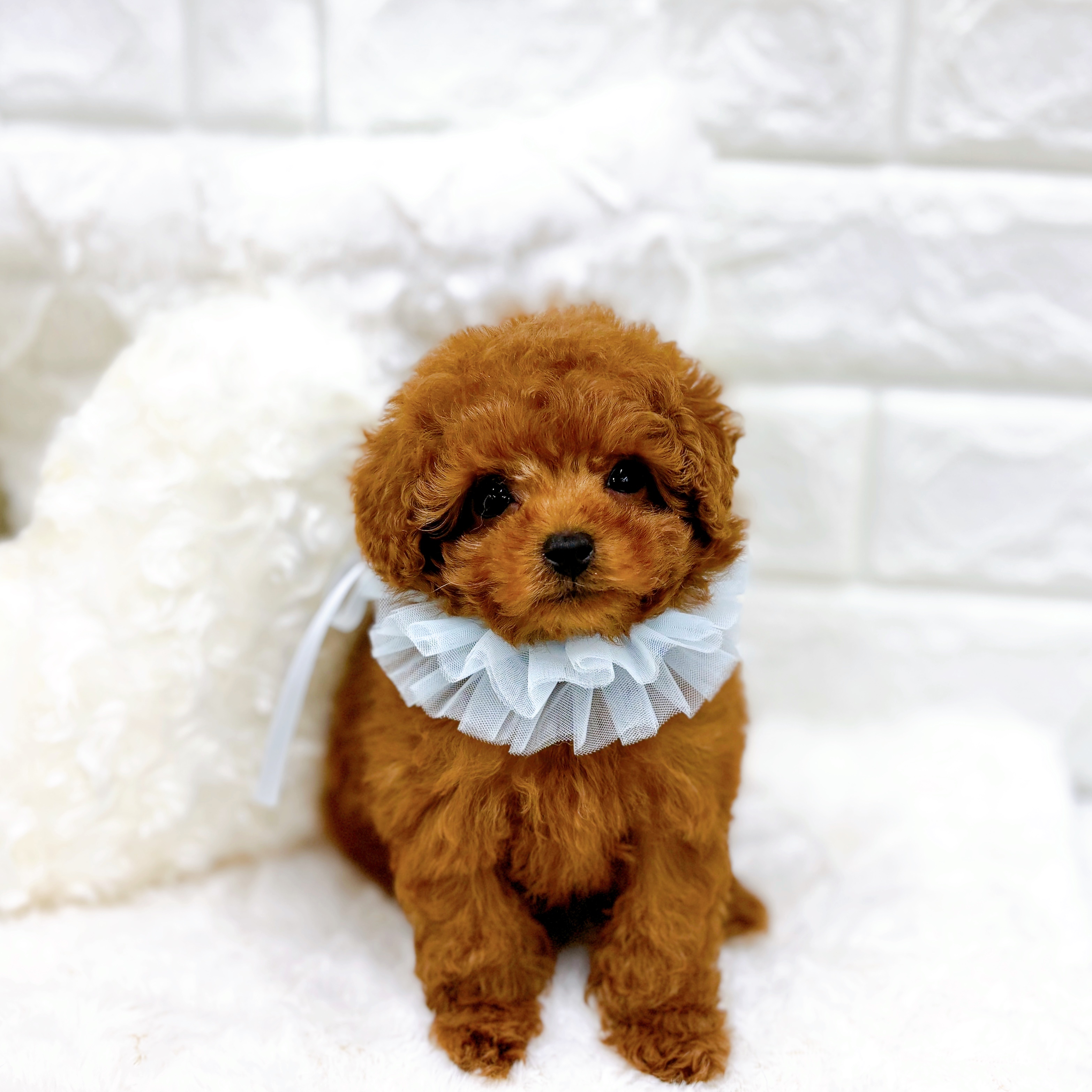 福井県のトイプードル(タイニー) (犬の家＆猫の里アミーゴ福井店/2025年12月12日生まれ/男の子/レッド)の子犬の3枚目の画像