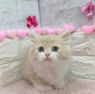 静岡県のサイベリアン (犬の家＆猫の里プレ葉ウォーク浜北店/2025年12月10日生まれ/男の子/クリームタビーホワイト)の子猫の3枚目の画像