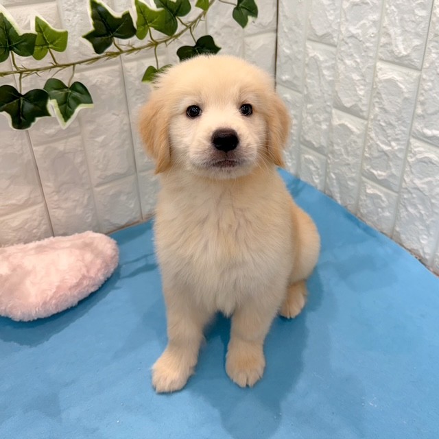 岡山県のゴールデンレトリバー (犬の家＆猫の里倉敷店/2026年5月8日生まれ/女の子/ゴールデン)の子犬の3枚目の画像